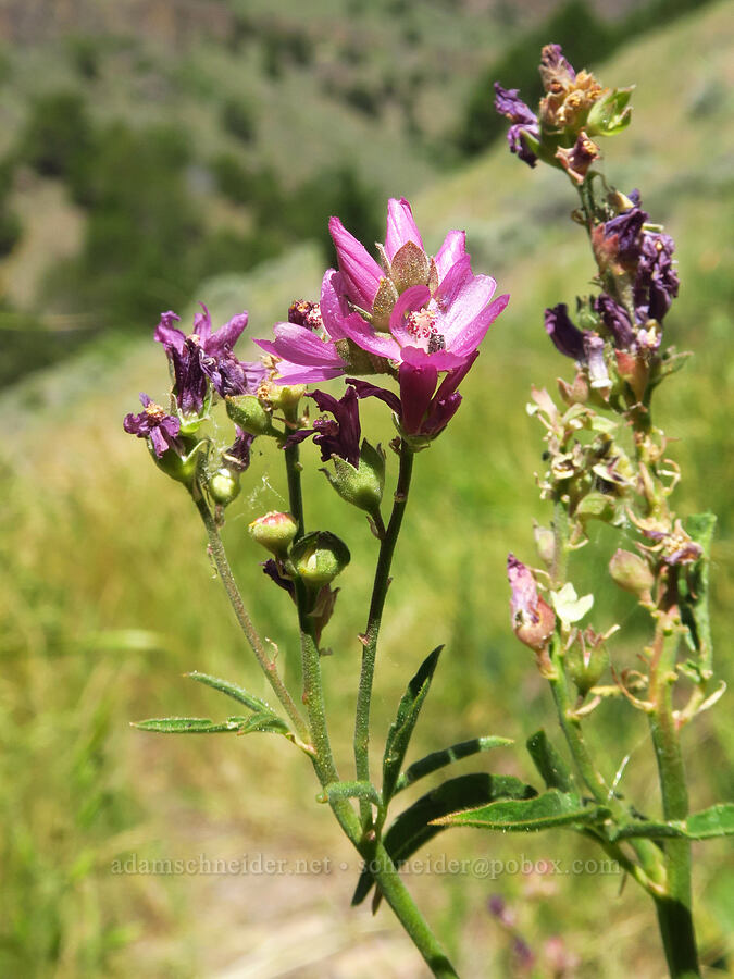 Oregon checker-mallow (Sidalcea oregana) [Pike Creek Trail, Steens Mountain Wilderness, Harney County, Oregon]