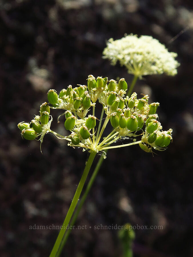 Bolander's yampah, going to seed (Perideridia bolanderi) [Pike Creek Trail, Steens Mountain Wilderness, Harney County, Oregon]