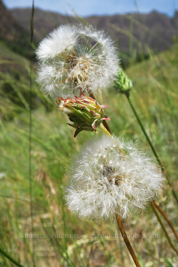 large-flower agoseris, gone to seed (Agoseris grandiflora) [Pike Creek Trail, Steens Mountain Wilderness, Harney County, Oregon]