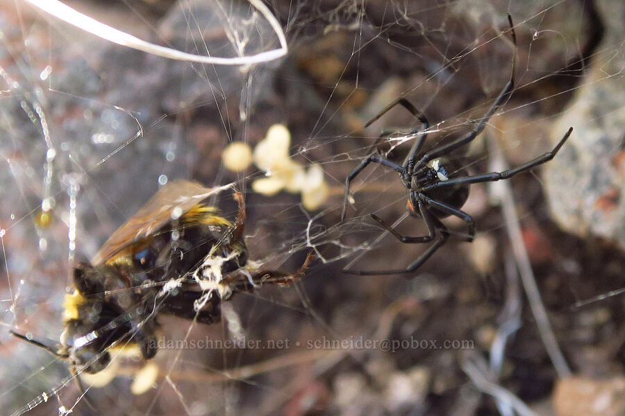 black widow spider trying to kill a bumblebee (Latrodectus hesperus, Bombus sp.) [Pike Creek Trail, Steens Mountain Wilderness, Harney County, Oregon]