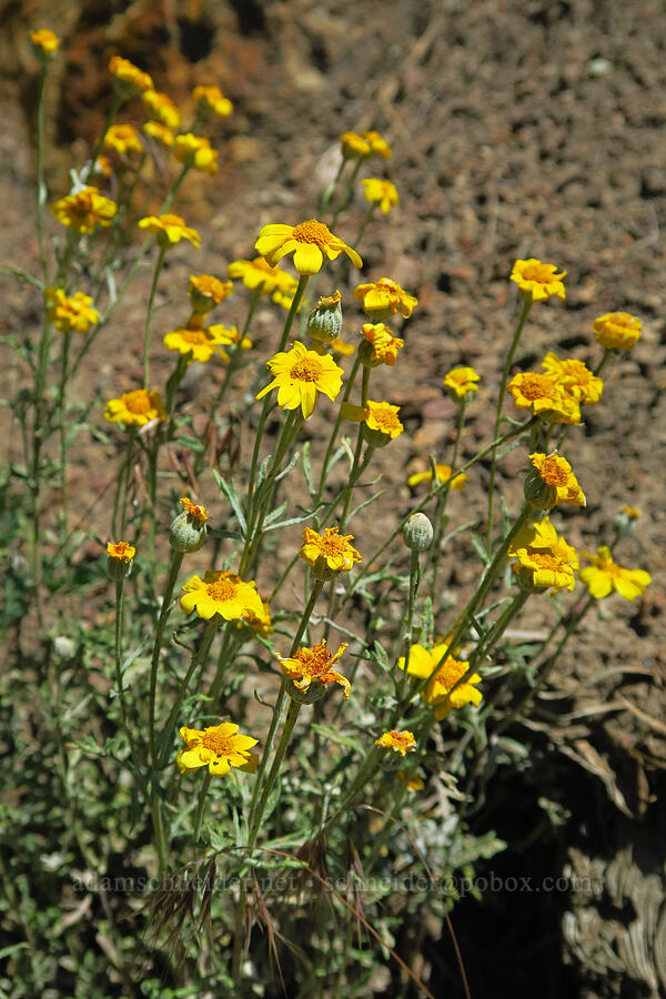 Oregon sunshine (Eriophyllum lanatum) [Pike Creek Trail, Steens Mountain Wilderness, Harney County, Oregon]