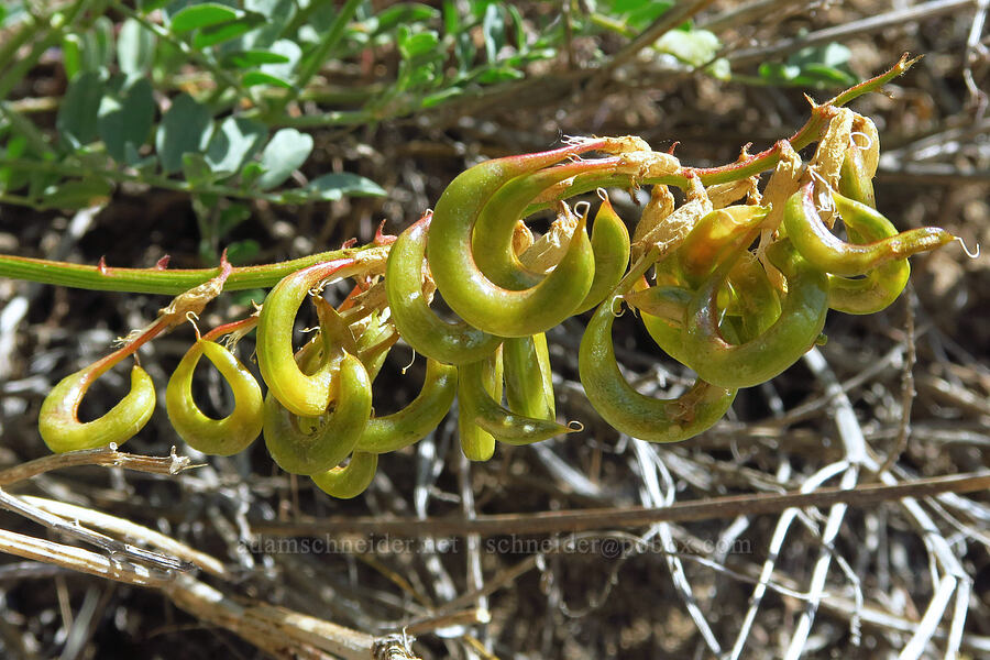 curve-pod milk-vetch pods (Astragalus curvicarpus) [Pike Creek Trail, Steens Mountain Wilderness, Harney County, Oregon]