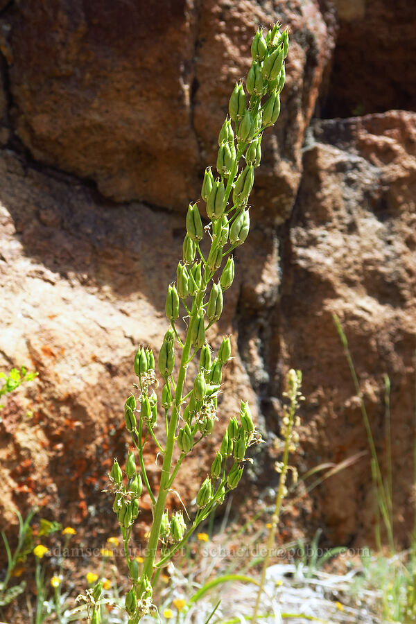 panicled death-camas, going to seed (Toxicoscordion paniculatum (Zigadenus paniculatus)) [Pike Creek Trail, Steens Mountain Wilderness, Harney County, Oregon]