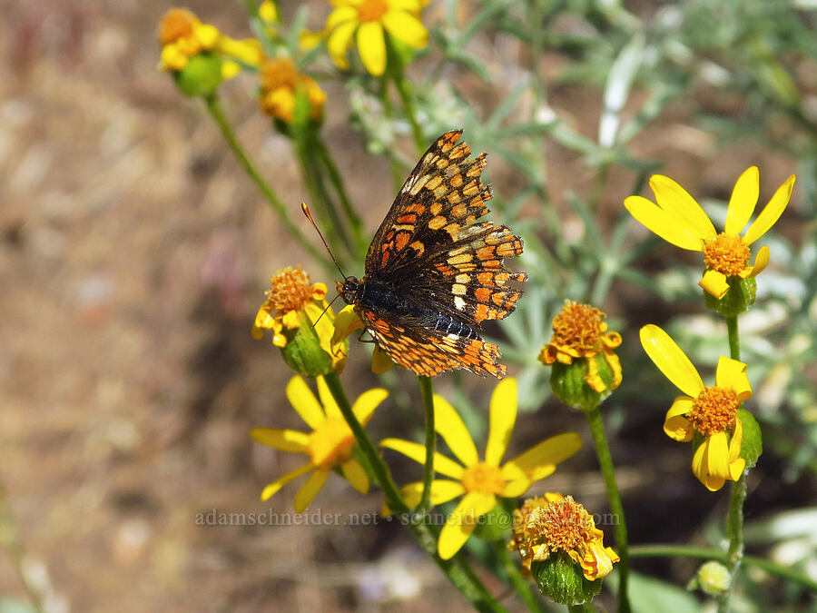 checkerspot butterfly on woolly groundsel (Chlosyne sp., Packera cana (Senecio canus)) [Pike Creek Trail, Steens Mountain Wilderness, Harney County, Oregon]