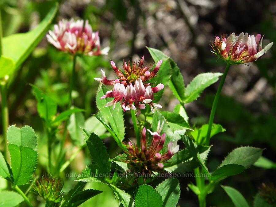 spring-bank clover (Trifolium wormskioldii) [Pike Creek Trail, Steens Mountain Wilderness, Harney County, Oregon]