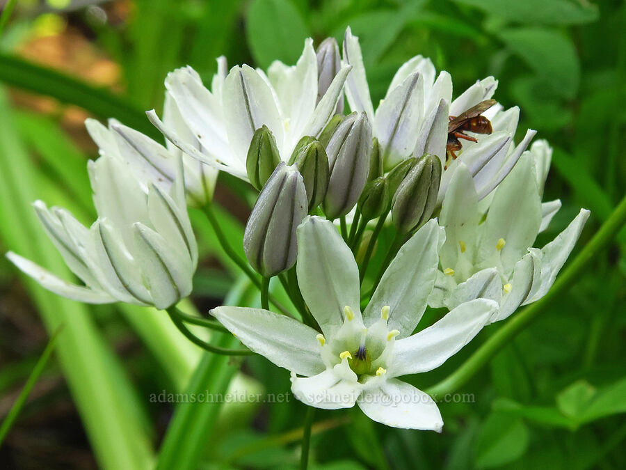 white brodiaea (Triteleia hyacinthina (Brodiaea hyacinthina)) [Pike Creek Trail, Steens Mountain Wilderness, Harney County, Oregon]