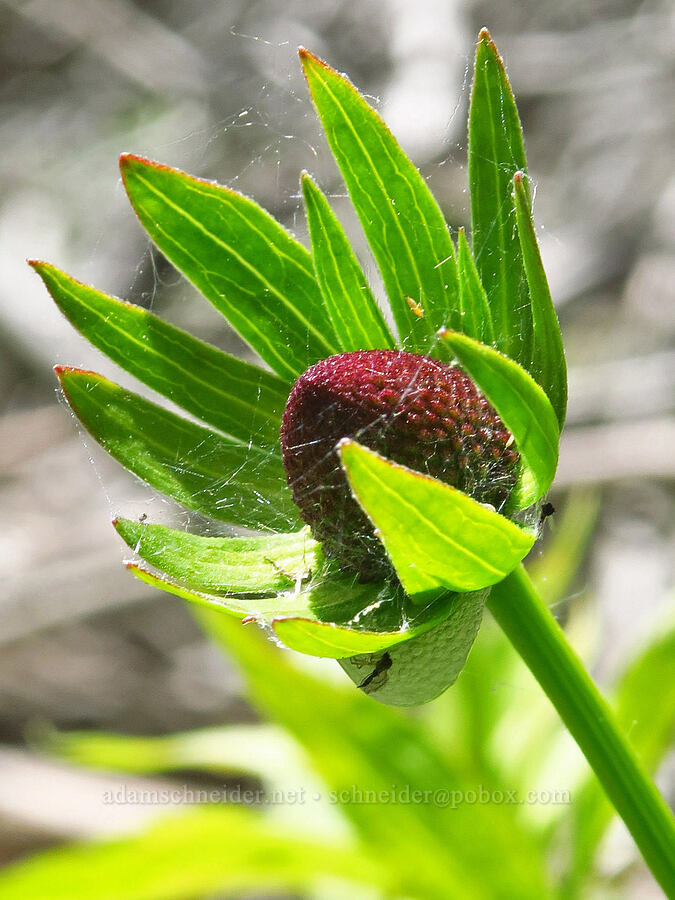 western coneflower, budding (Rudbeckia occidentalis) [Pike Creek Trail, Steens Mountain Wilderness, Harney County, Oregon]