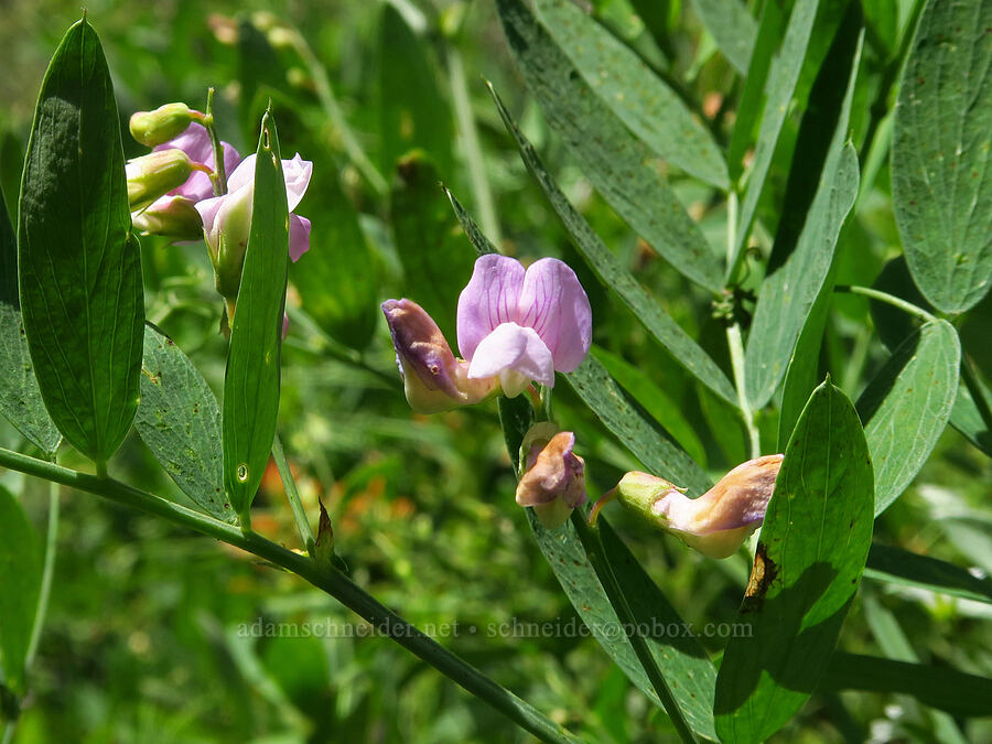 pea-vine (which?) (Lathyrus sp.) [Pike Creek Trail, Steens Mountain Wilderness, Harney County, Oregon]