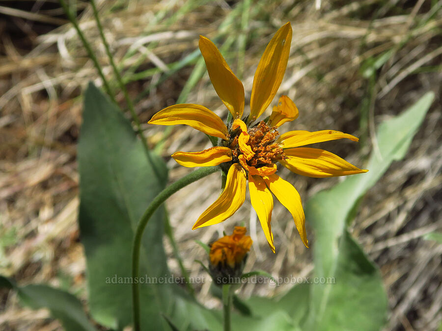 arrow-leaf balsamroot (Balsamorhiza sagittata) [Pike Creek Trail, Steens Mountain Wilderness, Harney County, Oregon]