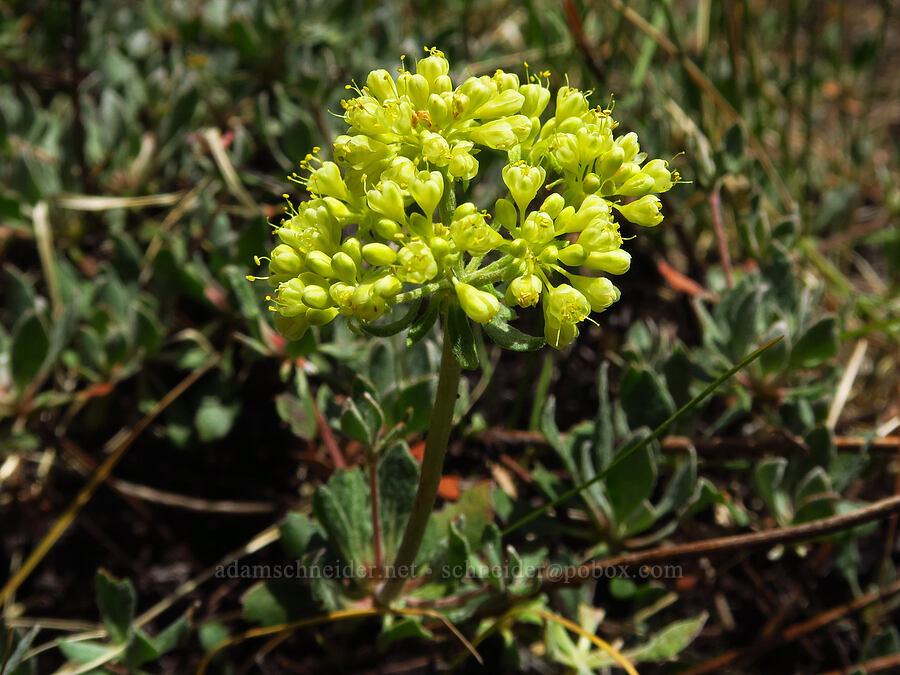 buckwheat (Eriogonum sp.) [Pike Creek Trail, Steens Mountain Wilderness, Harney County, Oregon]