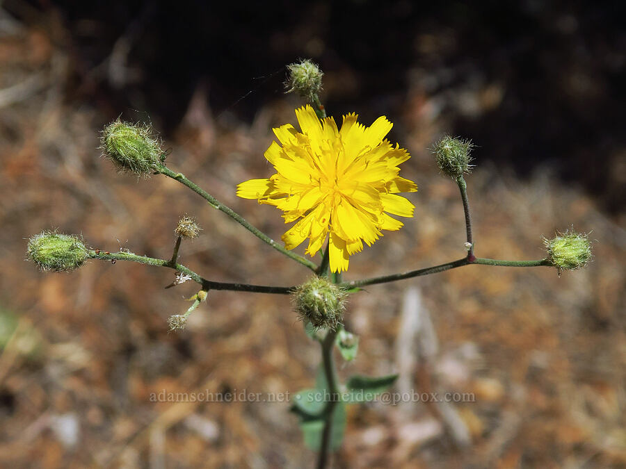 Scouler's hawkweed (Hieracium scouleri (Pilosella scouleri)) [Pike Creek Trail, Steens Mountain Wilderness, Harney County, Oregon]