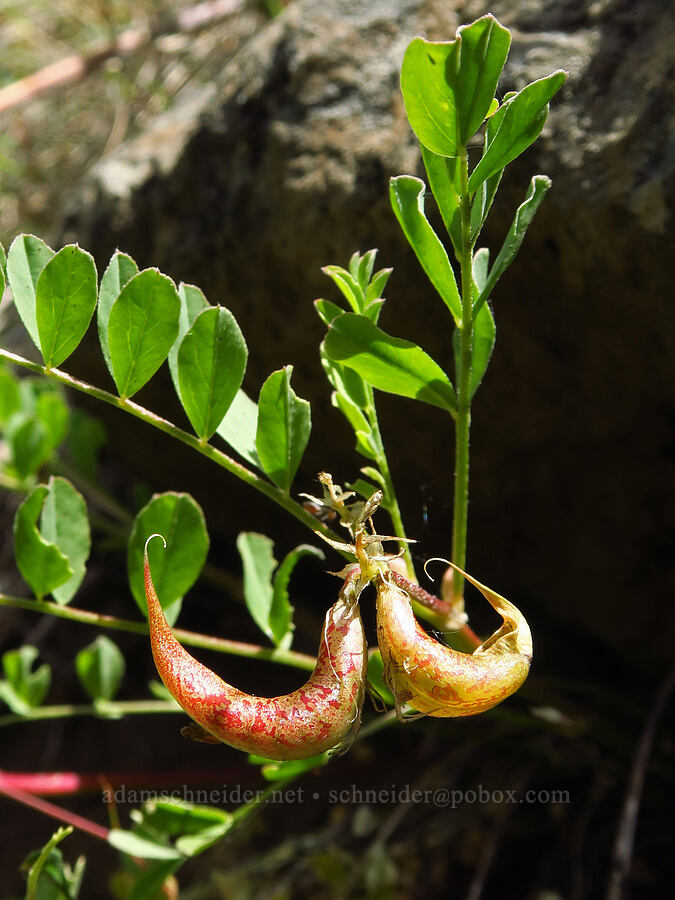 Humboldt River milk-vetch pods (Astragalus iodanthus) [Pike Creek Trail, Steens Mountain Wilderness, Harney County, Oregon]