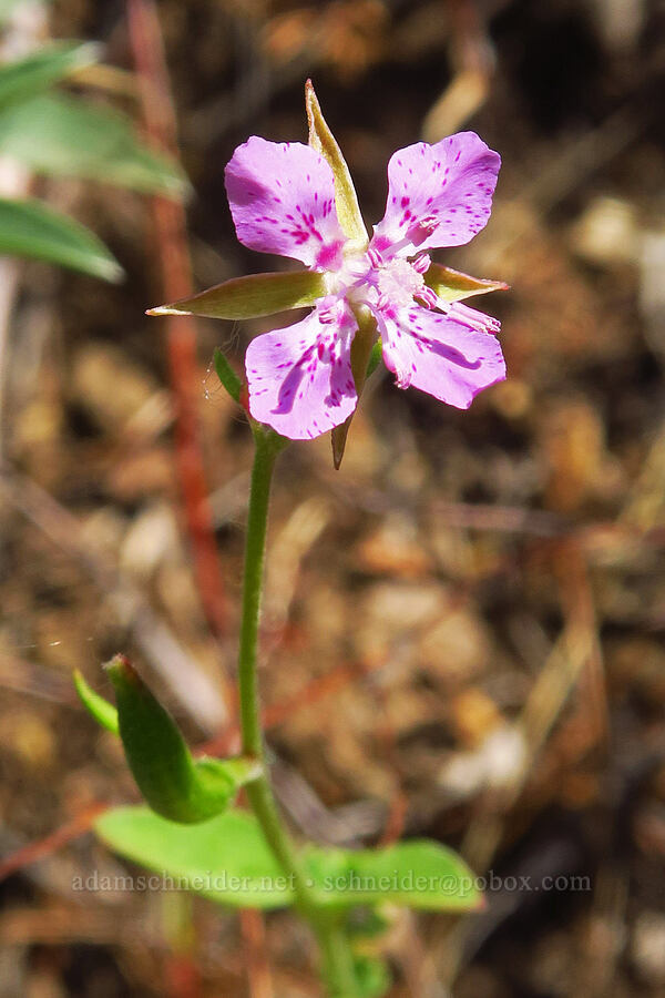 diamond clarkia (Clarkia rhomboidea) [Pike Creek Trail, Steens Mountain Wilderness, Harney County, Oregon]