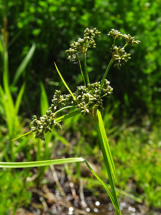 panicled bulrush (Scirpus microcarpus) [Pike Creek Trail, Steens Mountain Wilderness, Harney County, Oregon]