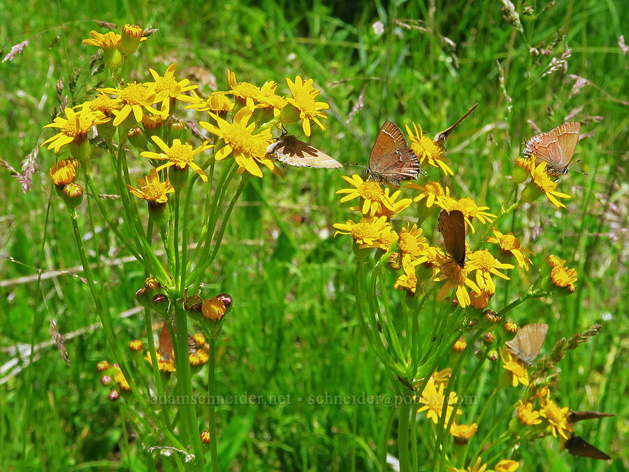 juniper hairstreak butterflies on streambank groundsel (Callophrys gryneus, Packera pseudaurea (Senecio pseudaureus)) [Pike Creek Trail, Steens Mountain Wilderness, Harney County, Oregon]