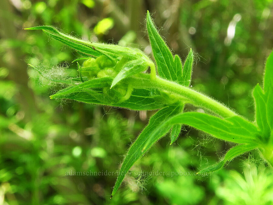 monkshood, budding (Aconitum columbianum) [Pike Creek Trail, Steens Mountain Wilderness, Harney County, Oregon]