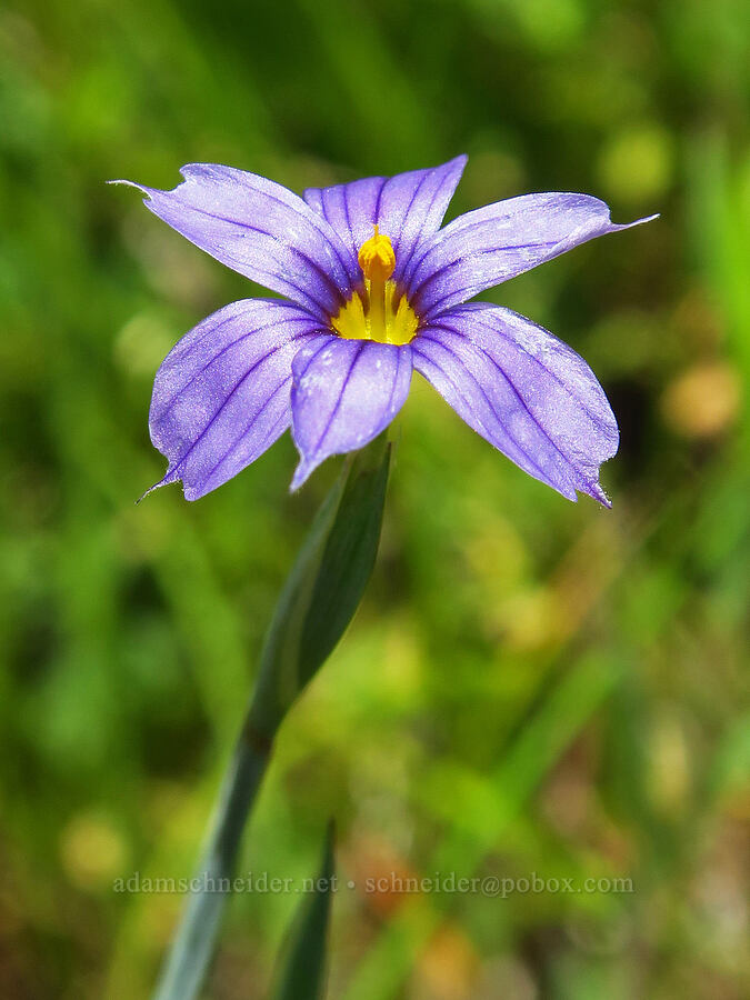 Idaho blue-eyed-grass (Sisyrinchium idahoense) [Pike Creek Trail, Steens Mountain Wilderness, Harney County, Oregon]