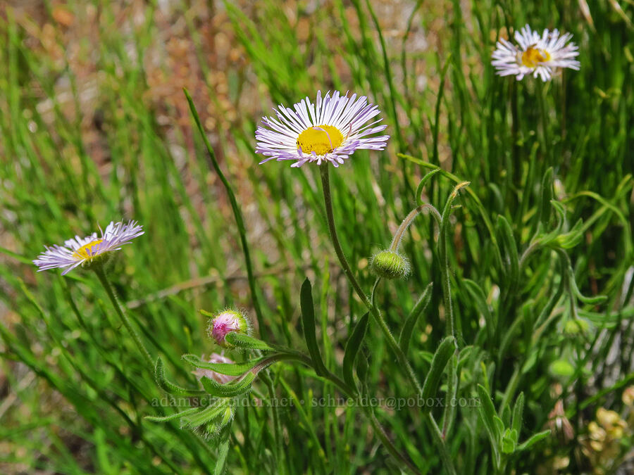 spreading fleabane (Erigeron divergens) [Pike Creek Trail, Steens Mountain Wilderness, Harney County, Oregon]