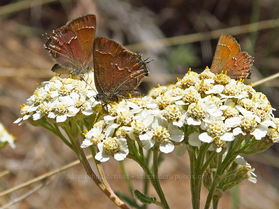 juniper hairstreak butterflies on yarrow (Callophrys gryneus, Achillea millefolium) [Pike Creek Trail, Steens Mountain Wilderness, Harney County, Oregon]