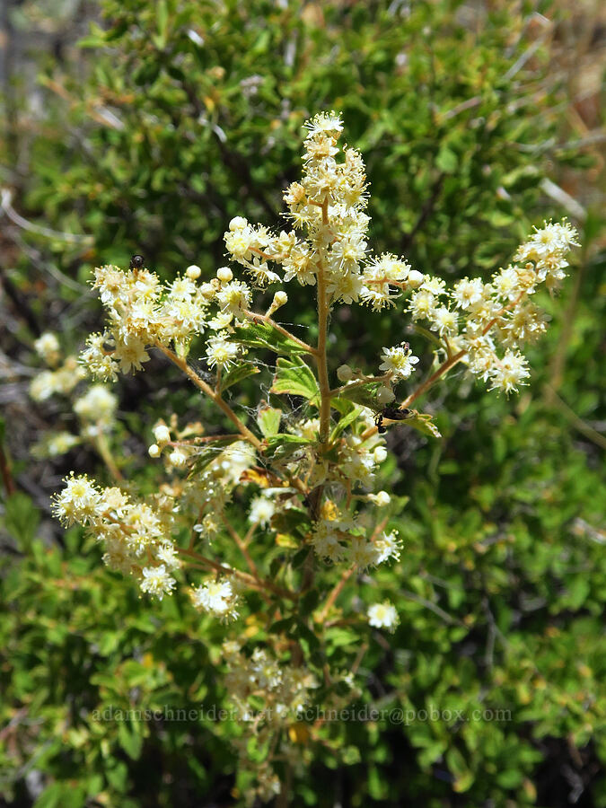 little-leaf ocean spray (Holodiscus microphyllus) [Pike Creek Trail, Steens Mountain Wilderness, Harney County, Oregon]