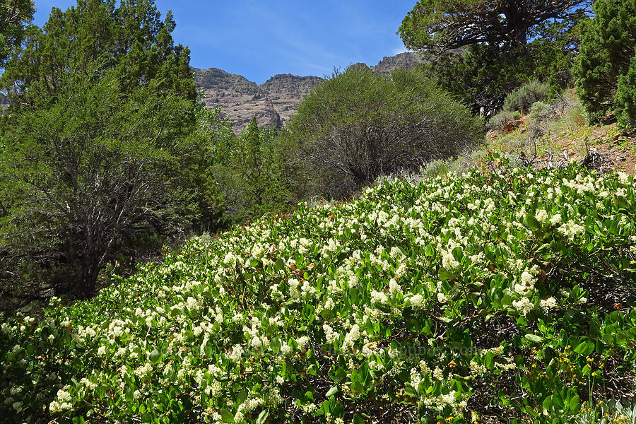 snowbrush (Ceanothus velutinus) [Pike Creek Trail, Steens Mountain Wilderness, Harney County, Oregon]