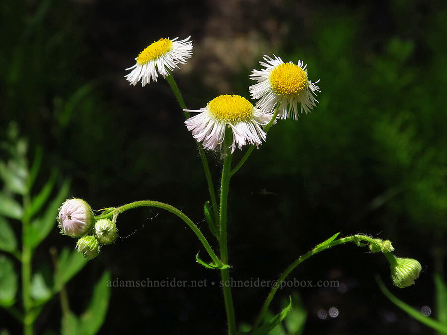 Philadelphia fleabane (Erigeron philadelphicus) [Pike Creek Trail, Steens Mountain Wilderness, Harney County, Oregon]