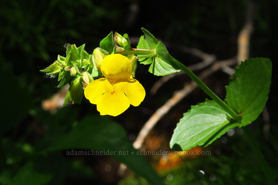 monkeyflower (Erythranthe sp. (Mimulus sp.)) [Pike Creek Trail, Steens Mountain Wilderness, Harney County, Oregon]