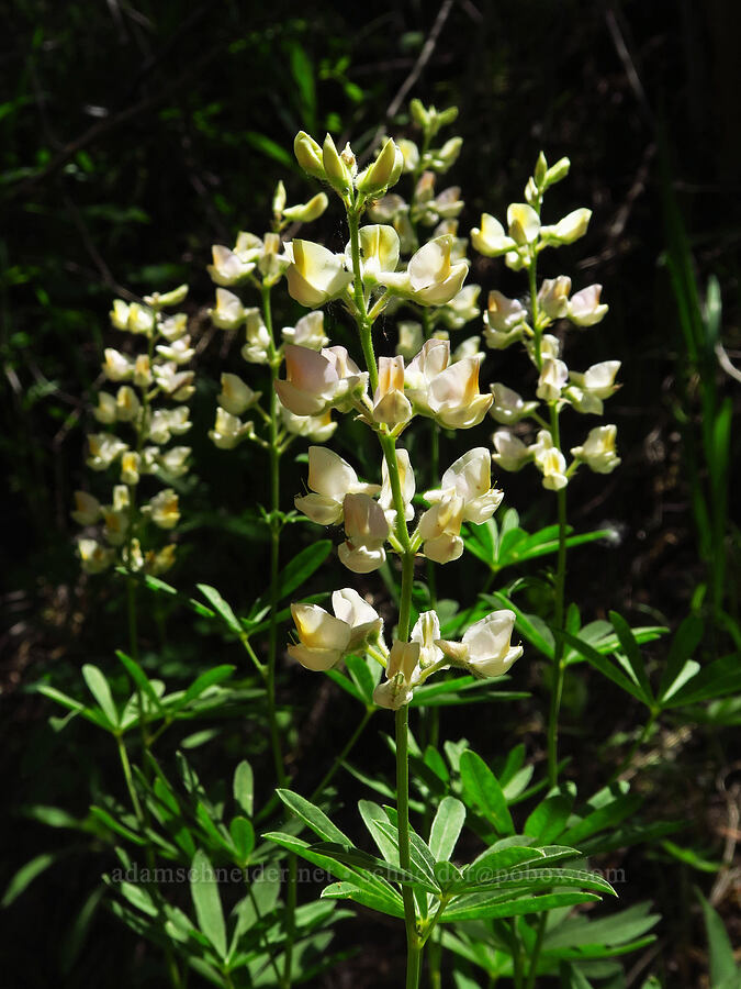 spurred lupine (Lupinus arbustus) [Pike Creek Trail, Steens Mountain Wilderness, Harney County, Oregon]