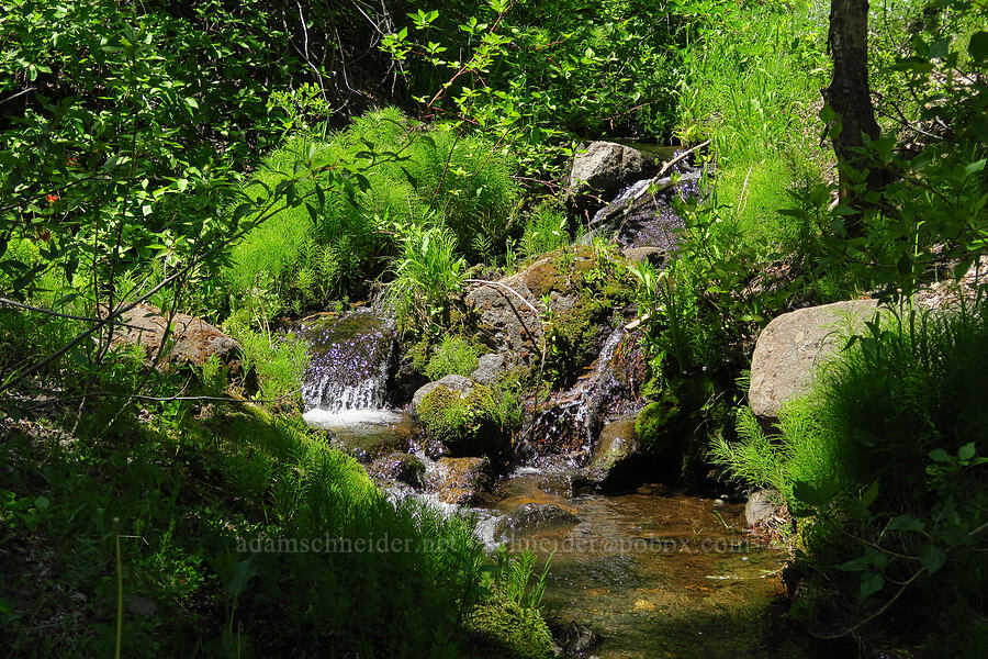 Pike Creek [Pike Creek Trail, Steens Mountain Wilderness, Harney County, Oregon]