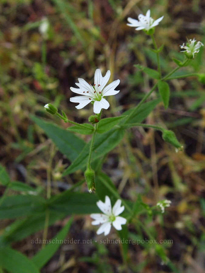 sticky starwort (Pseudostellaria jamesiana (Arenaria jamesiana)) [Pike Creek Trail, Steens Mountain Wilderness, Harney County, Oregon]