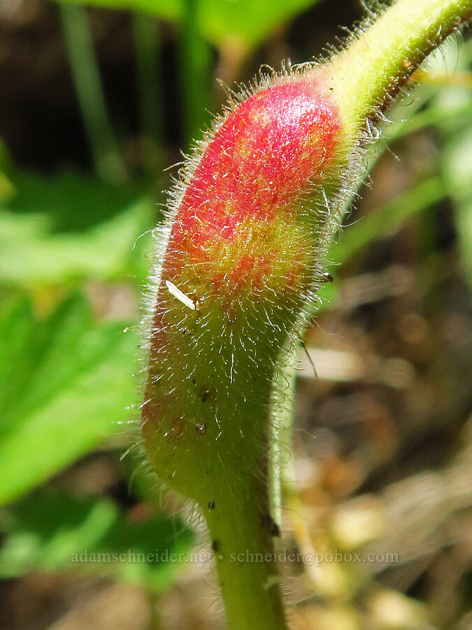 stem gall on sticky cinquefoil (Drymocallis glandulosa (Potentilla glandulosa)) [Pike Creek Trail, Steens Mountain Wilderness, Harney County, Oregon]