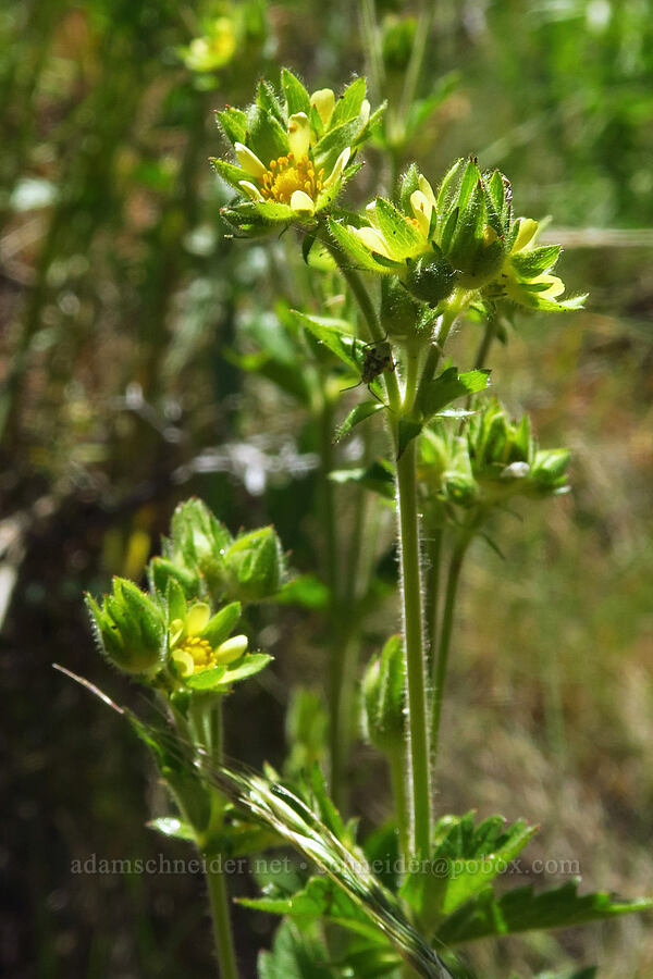 sticky cinquefoil (Drymocallis glandulosa (Potentilla glandulosa)) [Pike Creek Trail, Steens Mountain Wilderness, Harney County, Oregon]