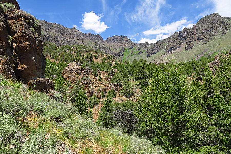 upper Pike Creek Canyon [Pike Creek Trail, Steens Mountain Wilderness, Harney County, Oregon]