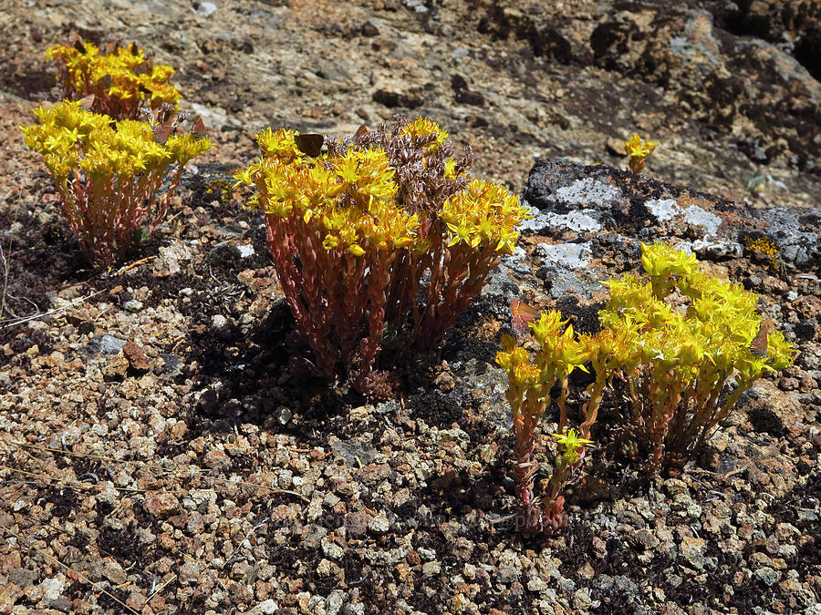 lance-leaf stonecrop (Sedum lanceolatum) [Pike Creek Canyon, Steens Mountain Wilderness, Harney County, Oregon]