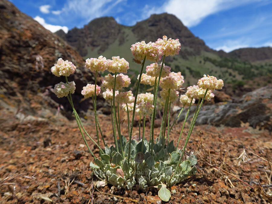 purple cushion buckwheat (Eriogonum ovalifolium var. purpureum) [Pike Creek Canyon, Steens Mountain Wilderness, Harney County, Oregon]