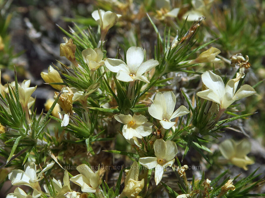 granite prickly-phlox (Linanthus pungens (Leptodactylon pungens)) [Pike Creek Canyon, Steens Mountain Wilderness, Harney County, Oregon]