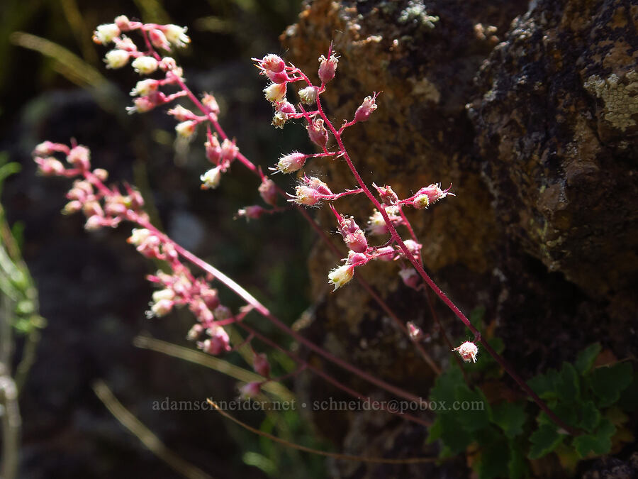 pink alumroot (Heuchera rubescens) [Pike Creek Canyon, Steens Mountain Wilderness, Harney County, Oregon]