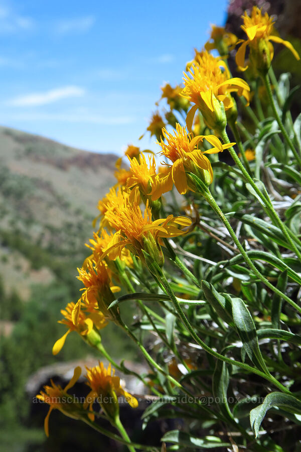 stemless goldenweed (Stenotus acaulis (Haplopappus acaulis)) [Pike Creek Canyon, Steens Mountain Wilderness, Harney County, Oregon]