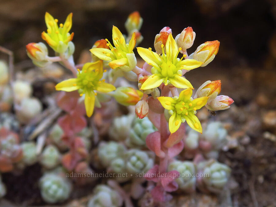 weak-stem stonecrop (Sedum debile) [Pike Creek Canyon, Steens Mountain Wilderness, Harney County, Oregon]