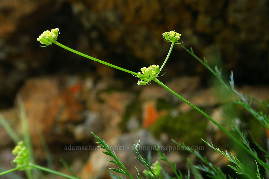 rock spring-parsley (Cymopterus petraeus) [Pike Creek Canyon, Steens Mountain Wilderness, Harney County, Oregon]