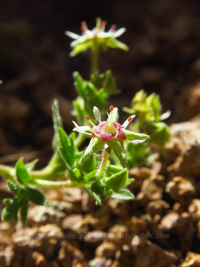 Owyhee ivesia (Ivesia baileyi var. beneolens (Potentilla baileyi var. beneolens)) [Pike Creek Canyon, Steens Mountain Wilderness, Harney County, Oregon]