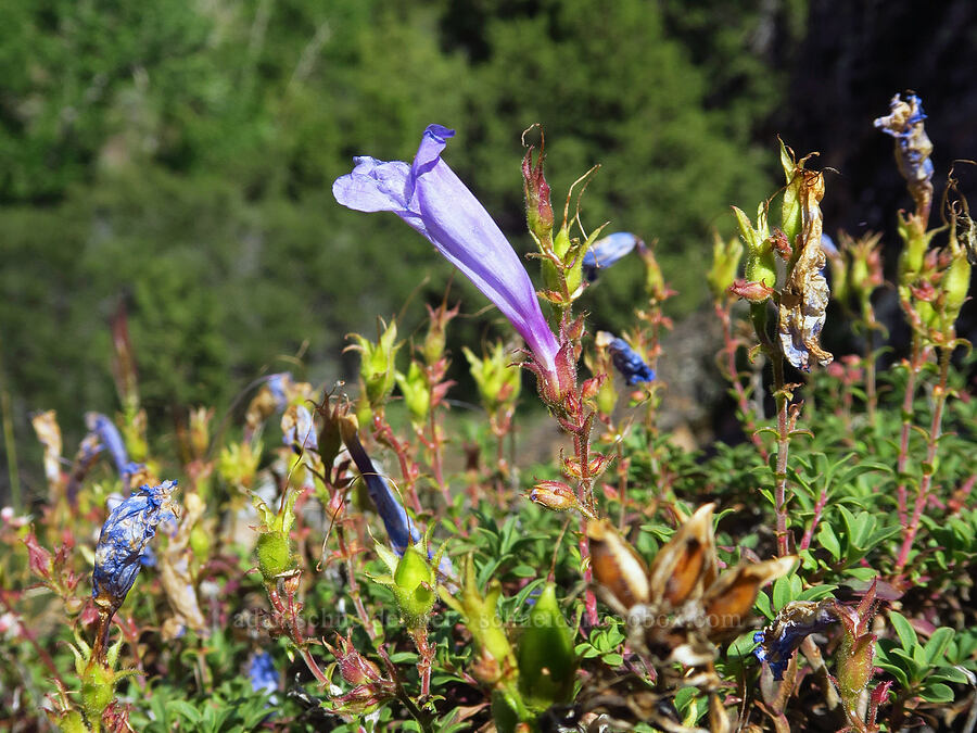 timberline beard-tongue, fading (Penstemon davidsonii var. praeteritus) [Pike Creek Canyon, Steens Mountain Wilderness, Harney County, Oregon]