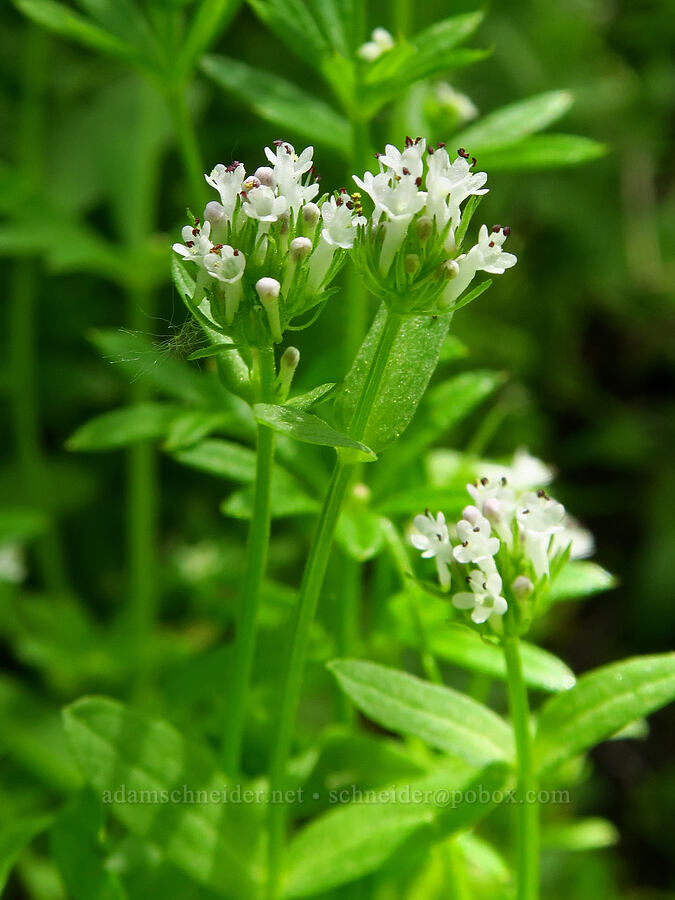 white plectritis (Plectritis macrocera) [Pike Creek Canyon, Steens Mountain Wilderness, Harney County, Oregon]