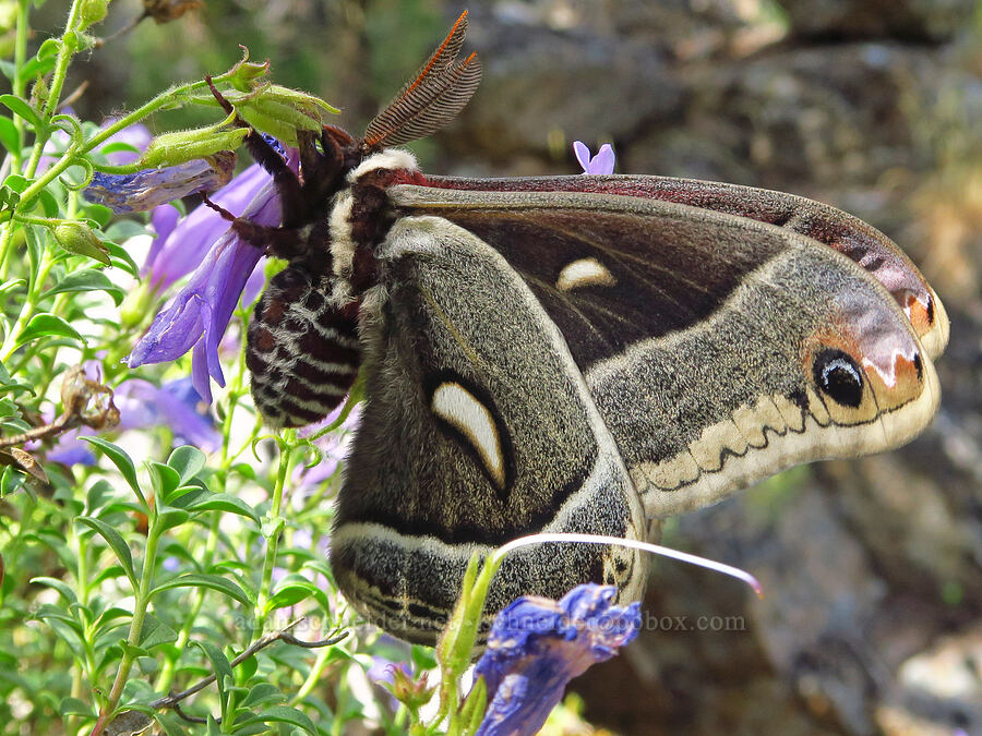 Glover's silk moth on timberline beard-tongue (Hyalophora gloveri, Penstemon davidsonii var. praeteritus) [Pike Creek Canyon, Steens Mountain Wilderness, Harney County, Oregon]