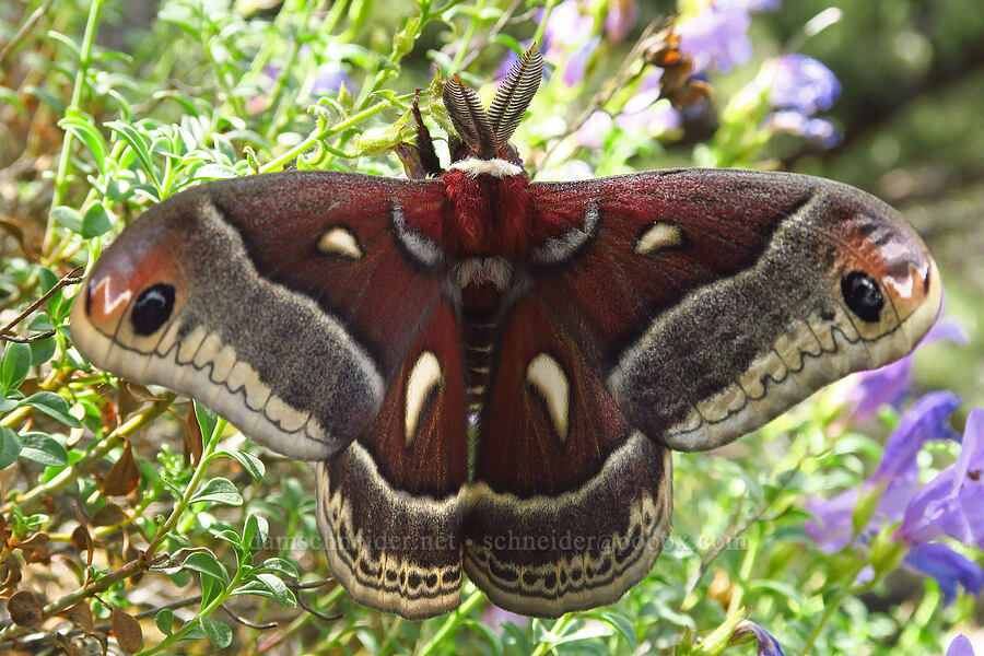 Glover's silk moth on timberline beard-tongue (Hyalophora gloveri, Penstemon davidsonii var. praeteritus) [Pike Creek Canyon, Steens Mountain Wilderness, Harney County, Oregon]