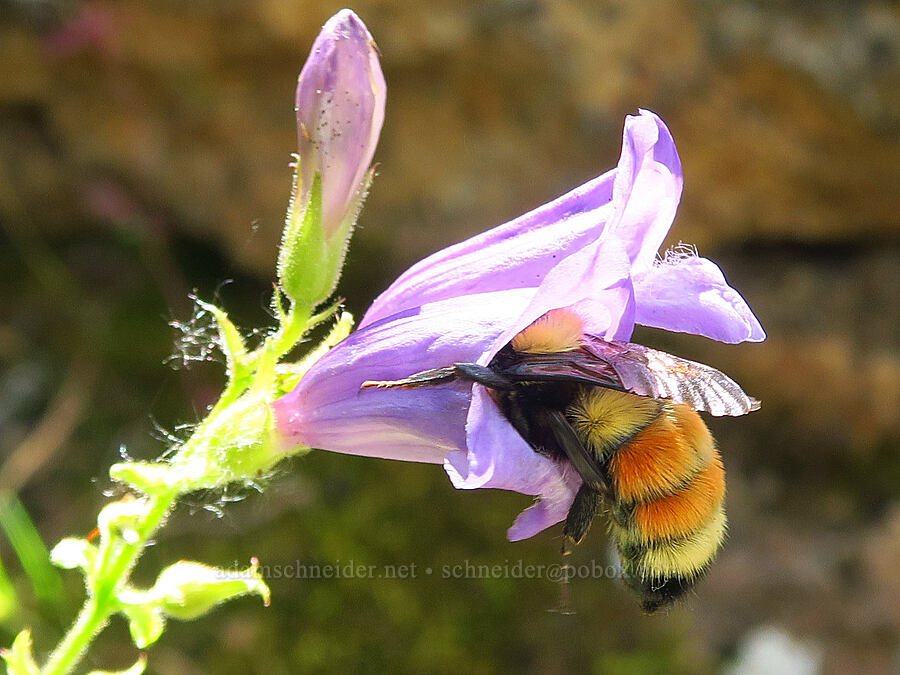 Hunt's bumblebee on penstemon (Bombus huntii, Penstemon davidsonii var. praeteritus) [Pike Creek Canyon, Steens Mountain Wilderness, Harney County, Oregon]