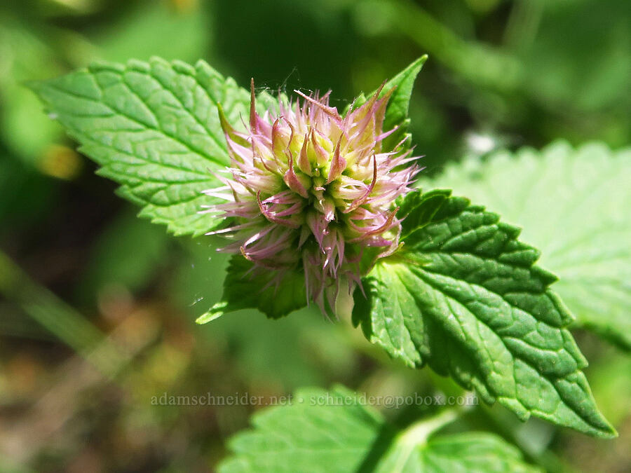 nettle-leaf horse-mint, budding (Agastache urticifolia) [Pike Creek Canyon, Steens Mountain Wilderness, Harney County, Oregon]