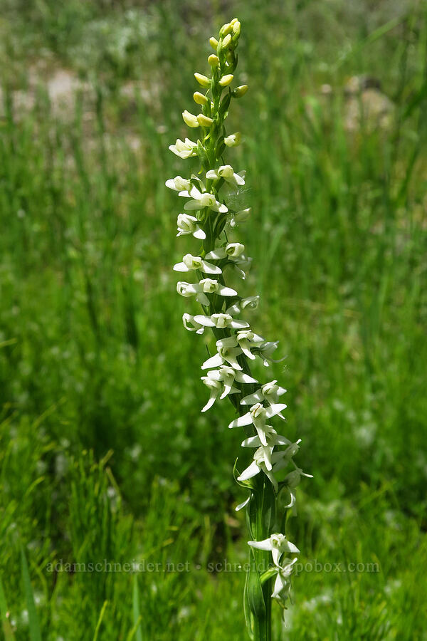 white bog orchid (Platanthera dilatata (Habenaria dilatata) (Piperia dilatata)) [Pike Creek Canyon, Steens Mountain Wilderness, Harney County, Oregon]