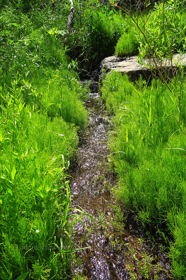 stream through horsetails (Equisetum sp.) [Pike Creek Canyon, Steens Mountain Wilderness, Harney County, Oregon]