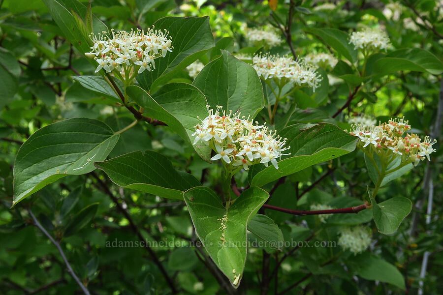 red-osier dogwood (Cornus sericea) [Pike Creek Canyon, Steens Mountain Wilderness, Harney County, Oregon]